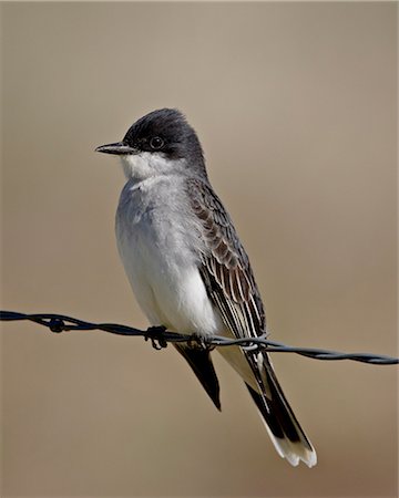 simsearch:841-03674388,k - Eastern kingbird (Tyrannus tyrannus), Pawnee National Grassland, Colorado, United States of America, North America Stock Photo - Premium Royalty-Free, Code: 6119-08268822
