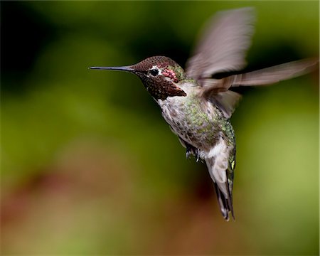 Anna's hummingbird (Calypte anna) hovering, near Saanich, British Columbia, Canada, North America Stock Photo - Premium Royalty-Free, Code: 6119-08268953