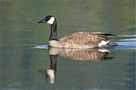 simsearch:841-03674388,k - Canada goose (Branta canadensis) swimming, Esquimalt Lagoon, Saanich, British Columbia, Canada, North America Stock Photo - Premium Royalty-Free, Code: 6119-08268958