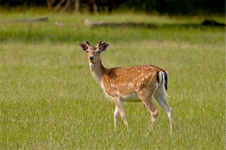 Fallow deer (Dama dama) buck, Sidney Spit, British Columbia, Canada, North America Stock Photo - Premium Royalty-Free, Code: 6119-08268961