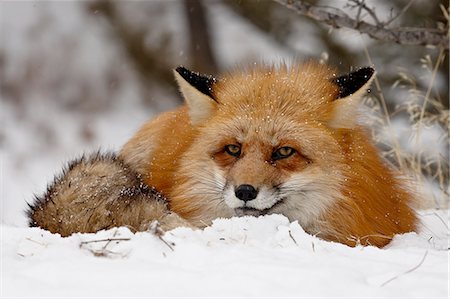 peludo - Captive red fox (Vulpes vulpes) in the snow, near Bozeman, Montana, United States of America, North America Photographie de stock - Premium Libres de Droits, Code: 6119-08268912