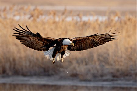 Bald eagle (Haliaeetus leucocephalus) in flight on final approach, Farmington Bay, Utah, United States of America, North America Stock Photo - Premium Royalty-Free, Code: 6119-08268917