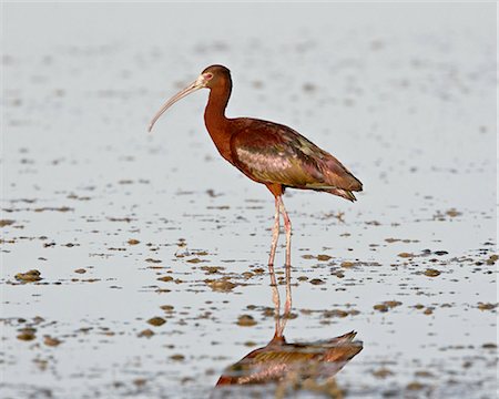 simsearch:841-03674388,k - White-faced ibis (Plegadis chihi), Antelope Island State Park, Utah, United States of America, North America Stock Photo - Premium Royalty-Free, Code: 6119-08268934