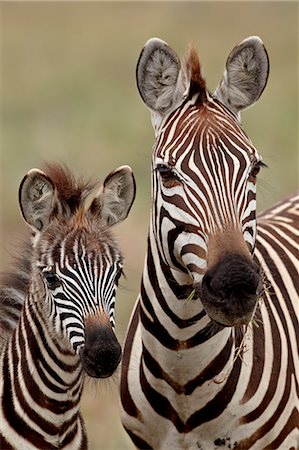 simsearch:6119-07452597,k - Common zebra or Burchell's zebra (Equus burchelli) mother and calf, Serengeti National Park, Tanzania, East Africa, Africa Stock Photo - Premium Royalty-Free, Code: 6119-08269096