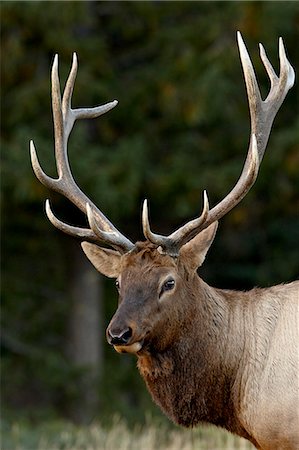 Bull elk (Cervus canadensis) in the fall, Jasper National Park, Alberta, Canada, North America Stock Photo - Premium Royalty-Free, Code: 6119-08269033