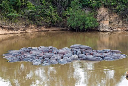 Herd of Hippopotamuses, (Hippopotamus amphibius), Masai Mara National Reserve, Kenya, East Africa, Africa Stock Photo - Premium Royalty-Free, Code: 6119-08269178