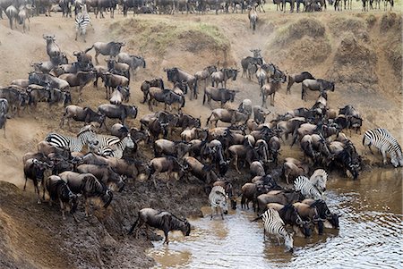 simsearch:841-03673537,k - Herd of blue wildebeest (brindled gnu) (Connochaetes taurinus) and common zebras (Burchell's zebra) (Equus burchelli) drinking at Mara River, Masai Mara National Reserve, Kenya, East Africa, Africa Photographie de stock - Premium Libres de Droits, Code: 6119-08269179