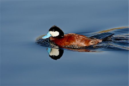 simsearch:841-03674388,k - Male ruddy duck (Oxyura jamaicensis) swimming, Sweetwater Wetlands, Tucson, Arizona, United States of America, North America Stock Photo - Premium Royalty-Free, Code: 6119-08269105