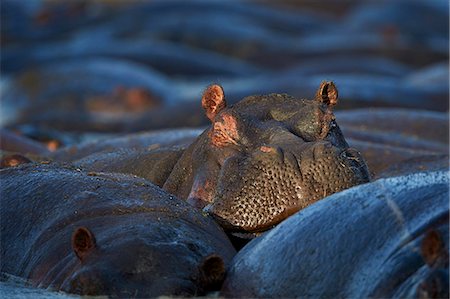 simsearch:6119-07452597,k - Hippopotamus (Hippopotamus amphibius), Serengeti National Park, Tanzania, East Africa, Africa Stock Photo - Premium Royalty-Free, Code: 6119-08211398