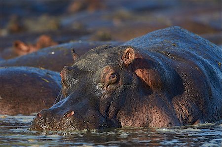 simsearch:6119-07452597,k - Hippopotamus (Hippopotamus amphibius), Serengeti National Park, Tanzania, East Africa, Africa Stock Photo - Premium Royalty-Free, Code: 6119-08211399