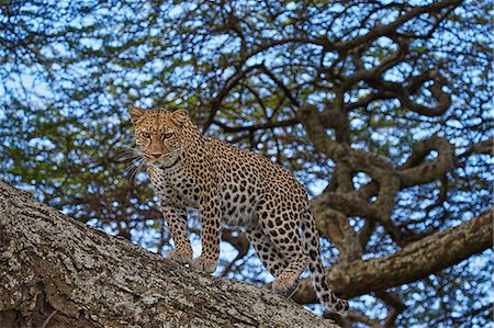 simsearch:6119-07452597,k - Leopard (Panthera pardus) in a tree, Ngorongoro Conservation Area, UNESCO World Heritage Site, Serengeti, Tanzania, East Africa, Africa Stock Photo - Premium Royalty-Free, Code: 6119-08211443