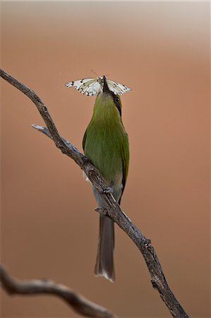 simsearch:841-07082375,k - Swallow-tailed bee-eater (Merops hirundineus), juvenile with a butterfly, Kgalagadi Transfrontier Park encompassing the former Kalahari Gemsbok National Park, South Africa, Africa Photographie de stock - Premium Libres de Droits, Code: 6119-08211453