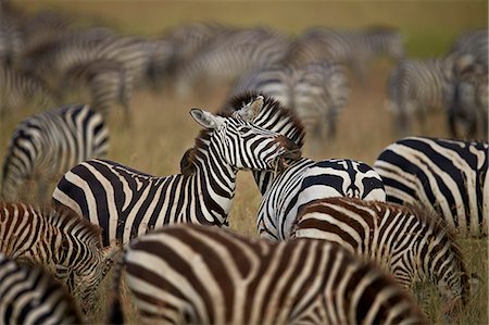 simsearch:6119-07452597,k - Common zebra (plains zebra) (Burchell's zebr) (Equus burchelli) herd, Serengeti National Park, Tanzania, East Africa, Africa Stock Photo - Premium Royalty-Free, Code: 6119-08211402