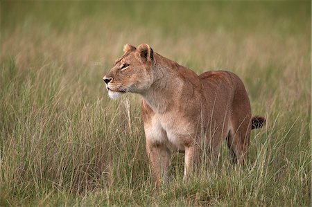 simsearch:6119-07452597,k - Lion (Panthera leo) female (lioness) in tall grass, Serengeti National Park, Tanzania, East Africa, Africa Stock Photo - Premium Royalty-Free, Code: 6119-08211413