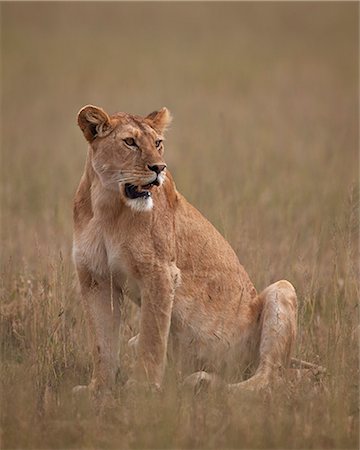 simsearch:6119-07452597,k - Lioness (Panthera leo), Serengeti National Park, Tanzania, East Africa, Africa Stock Photo - Premium Royalty-Free, Code: 6119-08211411