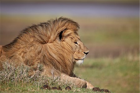 simsearch:6119-07452597,k - Lion (Panthera leo), Serengeti National Park, Tanzania, East Africa, Africa Stock Photo - Premium Royalty-Free, Code: 6119-08211415