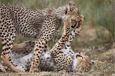 simsearch:6119-07452597,k - Cheetah (Acinonyx jubatus) cubs playing, Serengeti National Park, Tanzania, East Africa, Africa Stock Photo - Premium Royalty-Free, Code: 6119-08211418