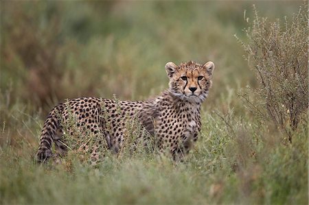 simsearch:6119-07452597,k - Cheetah (Acinonyx jubatus) cub, Serengeti National Park, Tanzania, East Africa, Africa Stock Photo - Premium Royalty-Free, Code: 6119-08211419