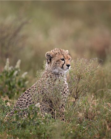 simsearch:6119-07452597,k - Cheetah (Acinonyx jubatus) cub, Serengeti National Park, Tanzania, East Africa, Africa Stock Photo - Premium Royalty-Free, Code: 6119-08211420