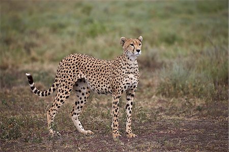simsearch:6119-07452597,k - Cheetah (Acinonyx jubatus), Serengeti National Park, Tanzania, East Africa, Africa Stock Photo - Premium Royalty-Free, Code: 6119-08211422
