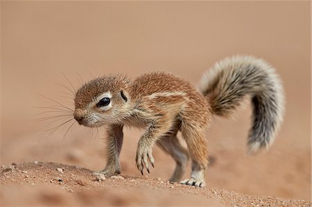Baby Cape ground squirrel (Xerus inauris), Kgalagadi Transfrontier Park, encompassing the former Kalahari Gemsbok National Park, South Africa, Africa Foto de stock - Sin royalties Premium, Código: 6119-08211427