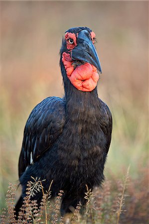 simsearch:841-07082375,k - Southern ground-hornbill (ground hornbill) (Bucorvus leadbeateri), male, Kruger National Park, South Africa, Africa Photographie de stock - Premium Libres de Droits, Code: 6119-08211434