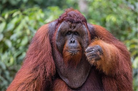 Reintroduced flanged male orangutan (Pongo pygmaeus), Camp Leakey, Tanjung Puting National Park, Borneo, Indonesia, Southeast Asia, Asia Stock Photo - Premium Royalty-Free, Code: 6119-08351194