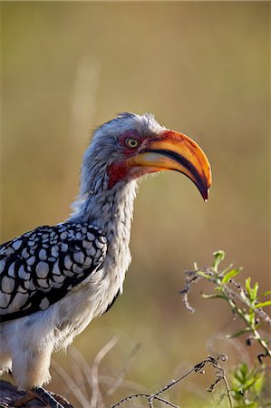 simsearch:841-07082375,k - Southern yellow-billed hornbill (Tockus leucomelas), Kruger National Park, South Africa, Africa Photographie de stock - Premium Libres de Droits, Code: 6119-08351319