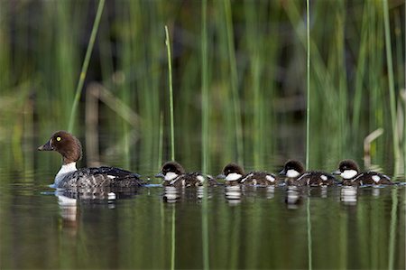 duck (bird) - Common Goldeneye (Bucephala clangula) female swimming with four chicks, Lac Le Jeune Provincial Park, British Columbia, Canada, North America Stock Photo - Premium Royalty-Free, Code: 6119-08351338