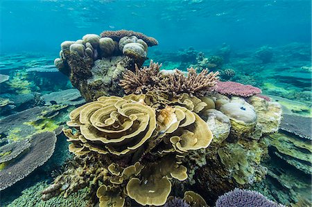 reefs - Underwater reef on a remote small Islet in the Badas Island Group off Borneo, Indonesia, Southeast Asia, Asia Foto de stock - Sin royalties Premium, Código: 6119-08420374