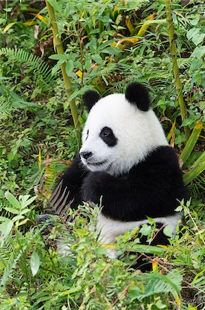 Two years aged young giant panda (Ailuropoda melanoleuca), China Conservation and Research Centre, Chengdu, Sichuan, China, Asia Stock Photo - Premium Royalty-Free, Code: 6119-08420396