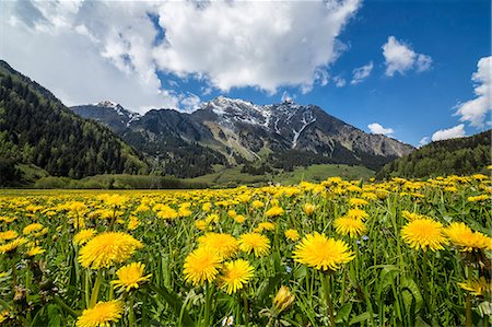 sublimation - Spring flowers and green meadows, Casaccia, Bregaglia Valley, Engadine, Canton of Graubunden, Switzerland, Europe Stock Photo - Premium Royalty-Free, Code: 6119-08420414