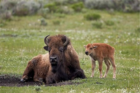 Bison (Bison bison) cow and calf, Yellowstone National Park, Wyoming, United States of America, North America Stock Photo - Premium Royalty-Free, Code: 6119-08541985