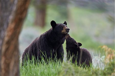 simsearch:841-07913862,k - Black Bear (Ursus americanus), sow and yearling cub, Yellowstone National Park, Wyoming, United States of America, North America Stock Photo - Premium Royalty-Free, Code: 6119-08541989