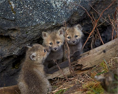 simsearch:841-07913862,k - Red Fox (Vulpes vulpes or Vulpes fulva) kits, Yellowstone National Park, Wyoming, United States of America, North America Stock Photo - Premium Royalty-Free, Code: 6119-08541991