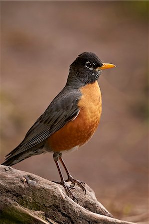 robin - American Robin (Turdus migratorius), Yellowstone National Park, Wyoming, United States of America, North America Stock Photo - Premium Royalty-Free, Code: 6119-08542000