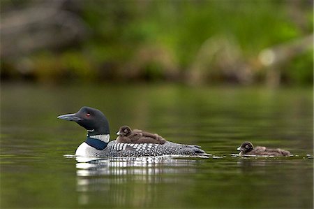 eistaucher - Common loon (Gavia immer) adult and two chicks, Lac Le Jeune Provincial Park, British Columbia, Canada, North America Stockbilder - Premium RF Lizenzfrei, Bildnummer: 6119-08568412