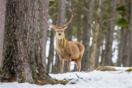 deer snow - Red deer stag (Cervus elaphus), Scottish Highlands, Scotland, United Kingdom, Europe Stock Photo - Premium Royalty-Free, Code: 6119-08518064