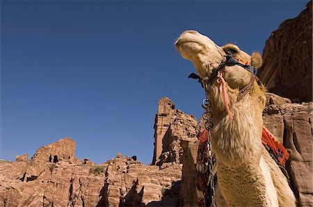 simsearch:614-06625108,k - Camel, Petra, Jordan, Middle East Foto de stock - Sin royalties Premium, Código: 6119-08740466