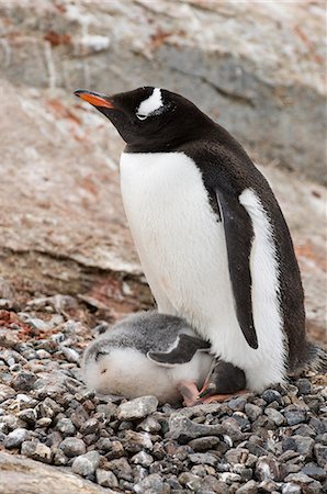 Gentoo penguins, Petermann Island, Lemaire Channel, Antarctic Peninsula, Antarctica, Polar Regions Stock Photo - Premium Royalty-Free, Code: 6119-08740489