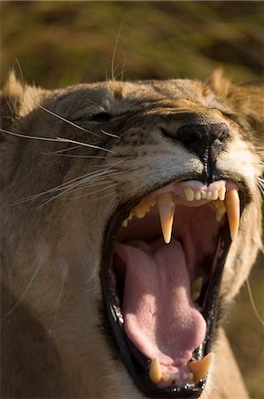 Lioness, Busanga Plains, Kafue National Park, Zambia, Africa Stock Photo - Premium Royalty-Free, Code: 6119-08740582