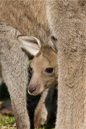 simsearch:841-03490067,k - Eastern Grey Kangaroo, (Macropus giganteus), Pebbly Beach, Marramarang N.P., New South Wales, Australia Stock Photo - Premium Royalty-Free, Code: 6119-08740649