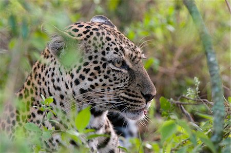 Leopard (Panthera pardus) with impala kill, Masai Mara National Reserve, Kenya, East Africa, Africa Stock Photo - Premium Royalty-Free, Code: 6119-08740607