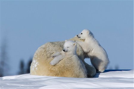 snow fight - Polar Bear with cubs, (Ursus maritimus), Churchill, Manitoba, Canada Stock Photo - Premium Royalty-Free, Code: 6119-08740740