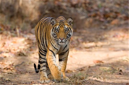 pictures of stalking cats - Bengal tiger (Panthera tigris tigris), Bandhavgarh, Madhya Pradesh, India Stock Photo - Premium Royalty-Free, Code: 6119-08740718