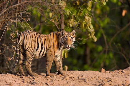 Bengal tiger, (Panthera tigris tigris), Bandhavgarh, Madhya Pradesh, India Stock Photo - Premium Royalty-Free, Code: 6119-08740723