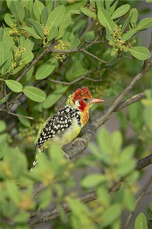 simsearch:841-03506025,k - Male red-and-yellow barbet (Trachyphonus erythrocephalus), Samburu National Reserve, Kenya, East Africa, Africa Stock Photo - Premium Royalty-Free, Code: 6119-08741049