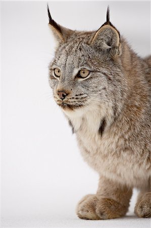 simsearch:700-01199476,k - Canadian lynx (Lynx canadensis) in snow, near Bozeman, Montana, United States of America, North America Stock Photo - Premium Royalty-Free, Code: 6119-08741003