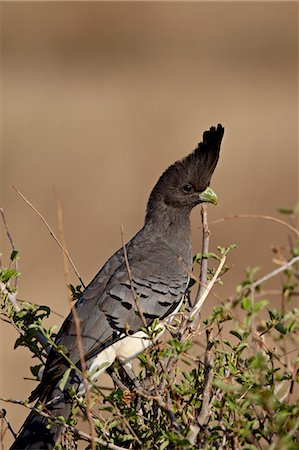 simsearch:841-03506025,k - Female white-bellied go-away bird (Corythaixoides leucogaster), Samburu National Reserve, Kenya, East Africa, Africa Stock Photo - Premium Royalty-Free, Code: 6119-08741017