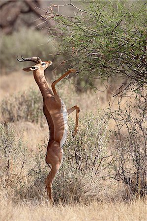 simsearch:841-03506025,k - Male gerenuk (Litocranius walleri) feeding, Samburu National Reserve, Kenya, East Africa, Africa Stock Photo - Premium Royalty-Free, Code: 6119-08741016